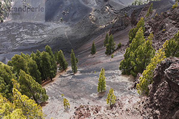 Kiefern auf vulkanischem Boden am Vulkan San Juan  Cumbre Vieja  Ruta de los Volcanes  Vulkanroute  La Palma  Kanaren  Kanarische Inseln  Spanien  Europa