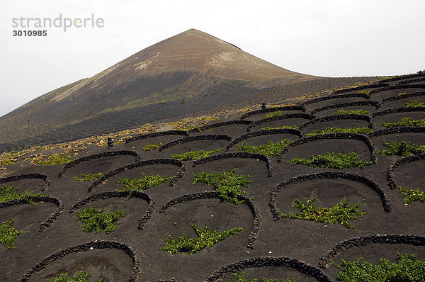 Weinanbaugebiet La Geria Lanzarote Kanarische Inseln  Anbau in Mulden aus Lava