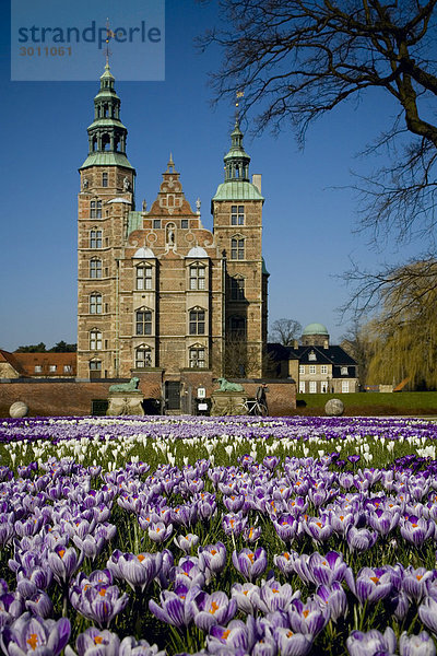 Blühende Krokusse auf der Wiese vor dem Rosenborg Schloss  Kopenhagen  Dänemark