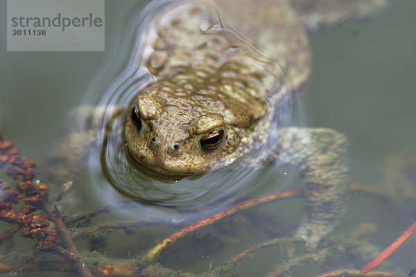 Portrait einer Erdkröte (Bufo bufo) im Laichgewässer