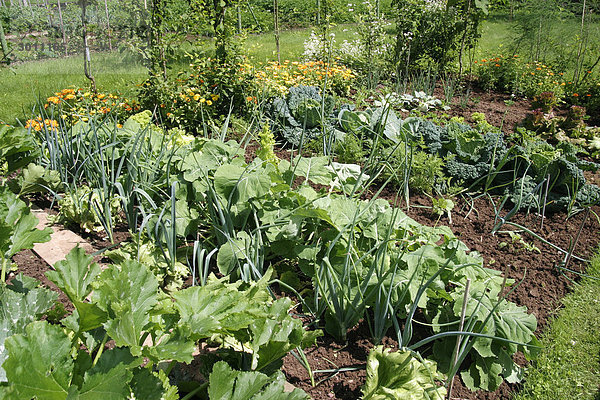 Gemüsegarten mit verschiedenem Gemüse wie Zucchini  Lauch  Mohrrüben  Grünkohl und Salat