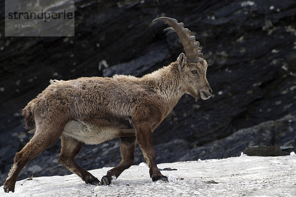 Alpensteinbock  männlich (Capra ibex)  Nationalpark Hohe Tauern  Kärnten  Österreich  Europa