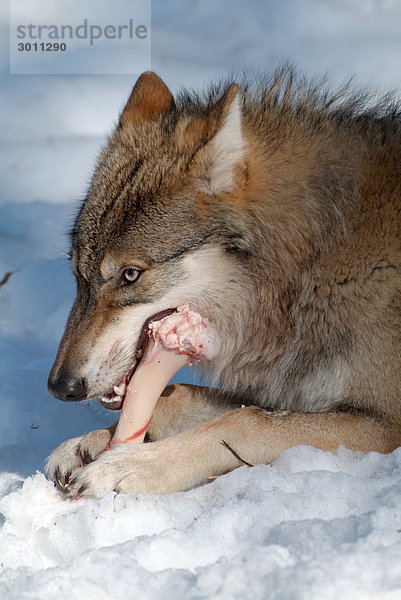 Wolf (Canis lupus) frisst Knochen  Nationalpark Bayerischer Wald  Bayern  Deutschland  Europa