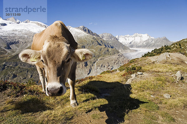 Braunvieh auf der Alp  im Hintergrund der Grosse Aletschgletscher  Wallis  Schweiz  Europa