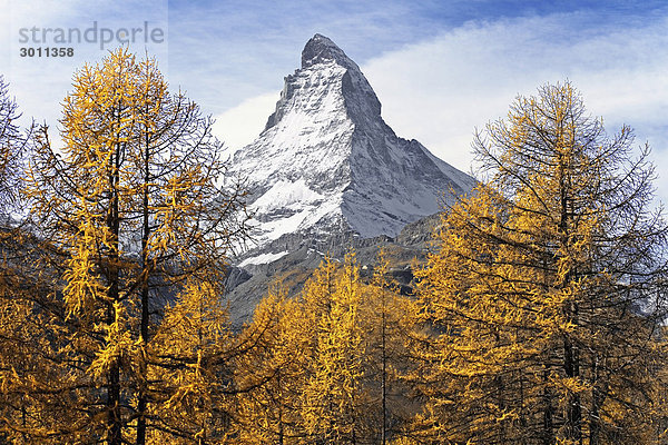 Das Matterhorn mit gelben Lärchen  Zermatt  Wallis  Schweiz  Europa