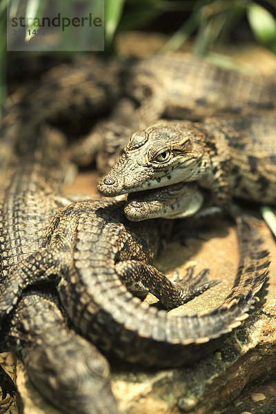 Junge Nilkrokodile (Crocodylus niloticus) im Basler Zoo  Schweiz  Europa