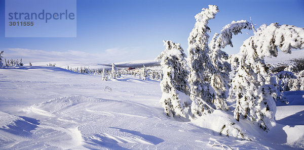 Bäume und Land mit Schnee bedeckt