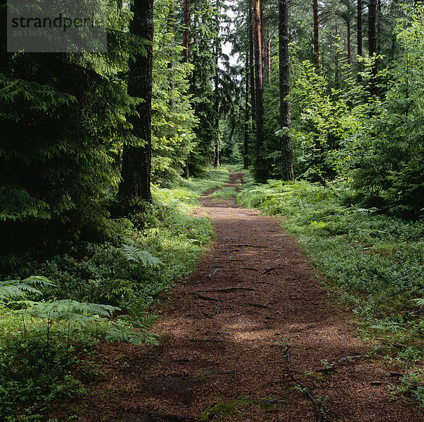 Pathway inmitten Bäume im Wald