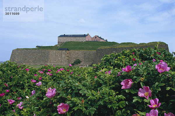 Eine Festung mit Rosenbüsche im Vordergrund.