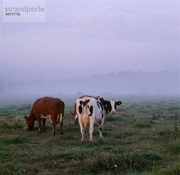 Im Feld Rückansicht grasende Kühe