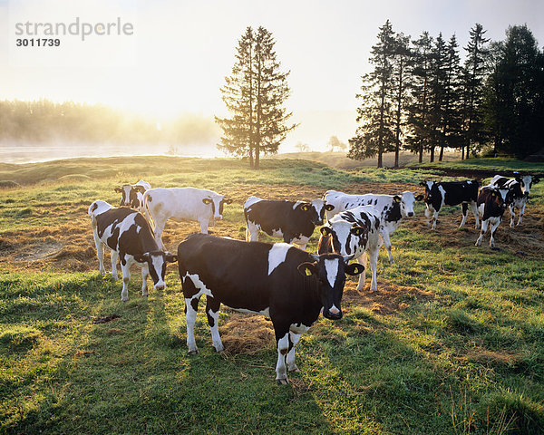 Im Feld grasende Kühe