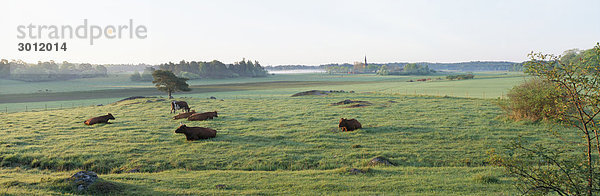 Kühe in einer Weide
