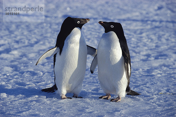 Pinguine auf Schnee