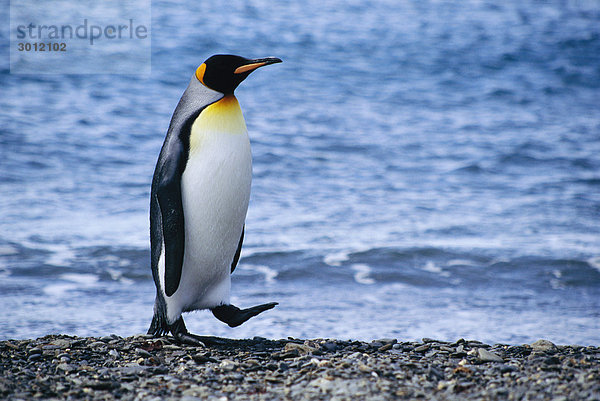 Zu Fuß in der Nähe von Meer Pinguin
