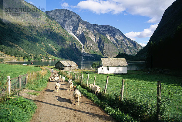 Berg Landschaft Fernverkehrsstraße Ziege Capra aegagrus hircus