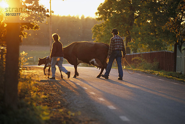 Mann und Frau mit Kühen auf Straße