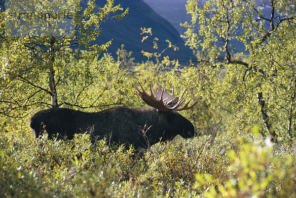 Elk Standing Forest Nahaufnahme