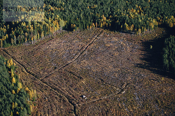 Schnitt Wald aerial photography
