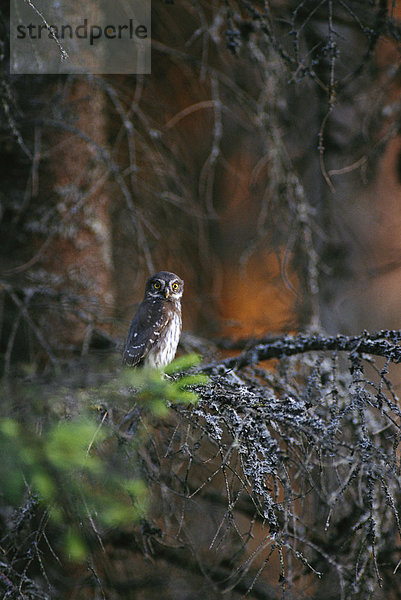 OWL thront auf Baum