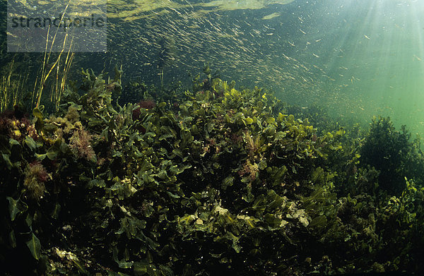 Wasser-Pflanzen mit Schwebegarnelen Unterwasser