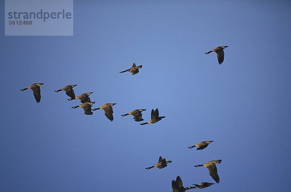 Vogelschwarm flying Untersicht