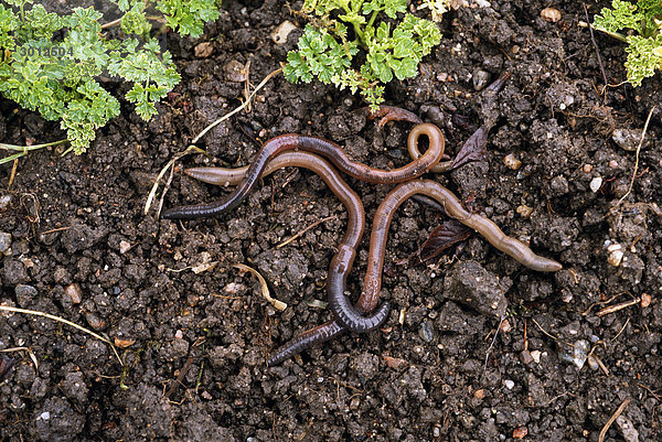Worms im Boden.