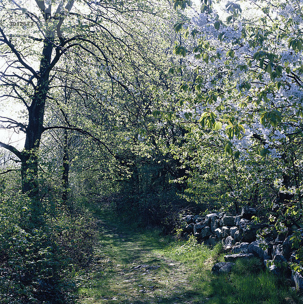 Ein Weg durch Sträucher und Bäume im Frühjahr.