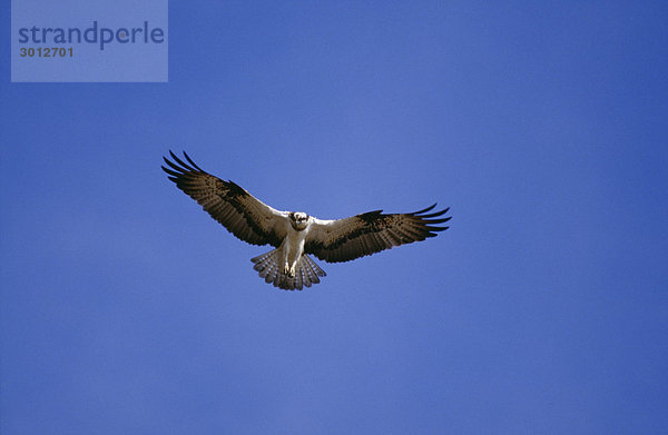 Osprey fliegen im Himmel Untersicht
