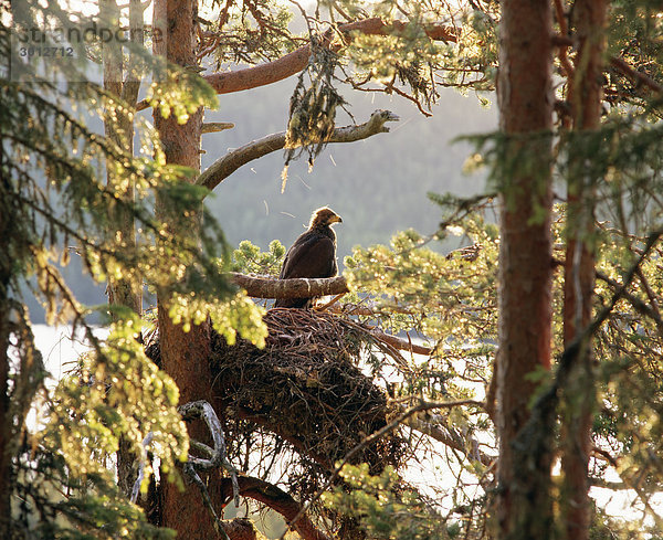 Vogel sitzend im Nest auf Baum