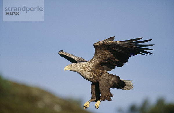 Adler fliegender Seitenansicht