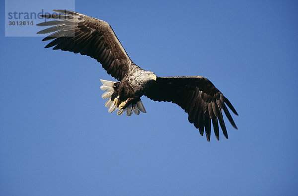 Eagle fliegen Untersicht