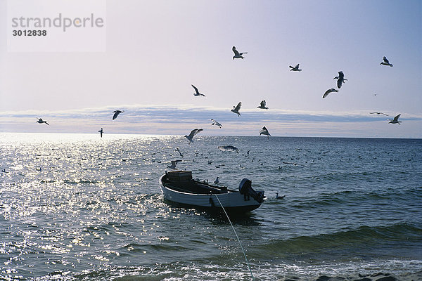 Vögel fliegen über ein Fischerboot auf dem Meer.