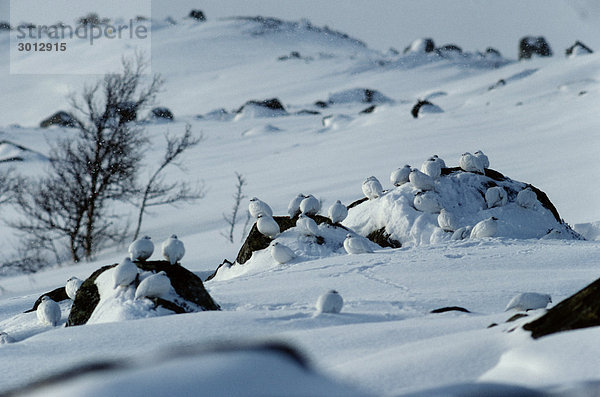 Vögel thront auf Schnee bedeckten Fläche