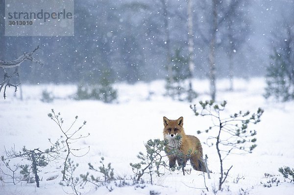 Ein Fuchs im Wald winter