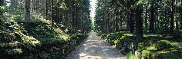Straße inmitten Waldes