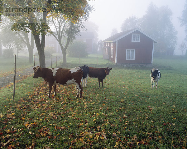 Hausrind Hausrinder Kuh stehend Gebäude Feld