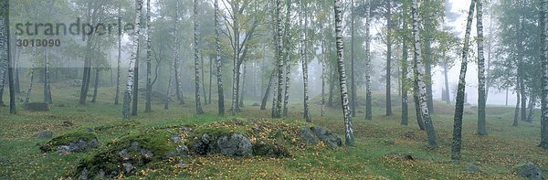 Birken im Morgennebel