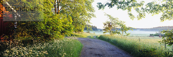 Kurve Road im Wald