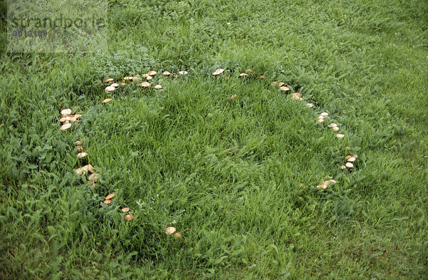 Pilze wachsen unter Gras erhöhte Ansicht