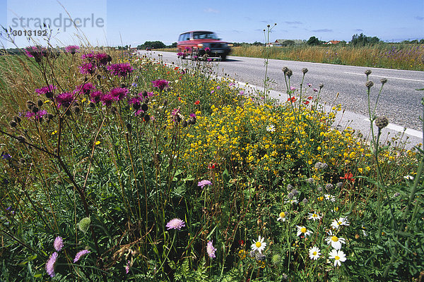 Blumen von einem Rand.