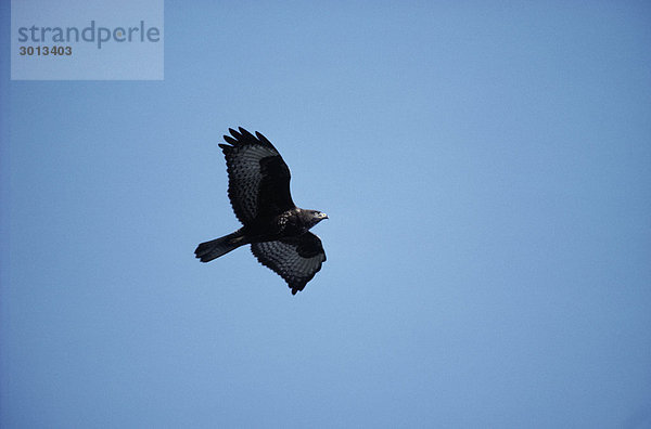 Hawk fliegen in klarer Himmel Untersicht