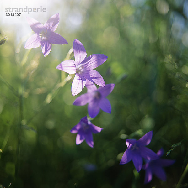 Violette Blumen Nahaufnahme