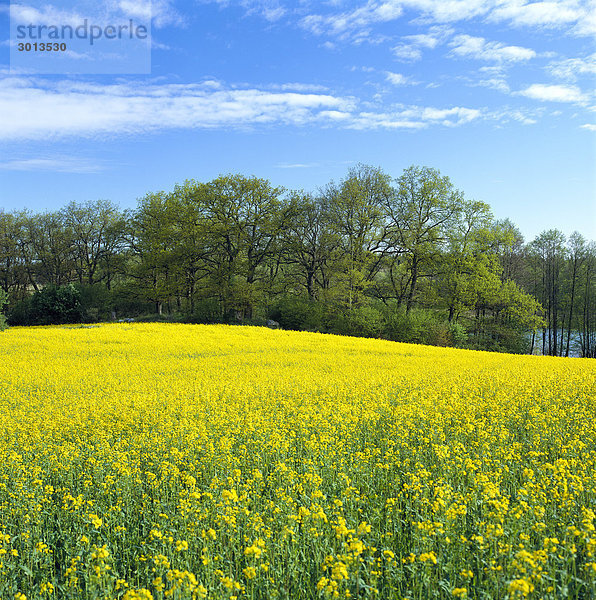 Feld mit Vergewaltigung in einer Gesamtstruktur