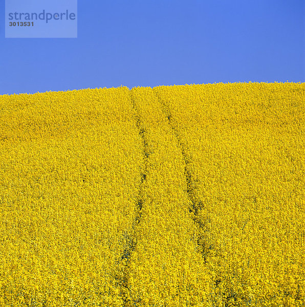 Tracks in einem Feld der Vergewaltigung