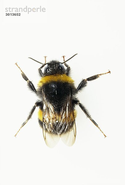 Bumble-Bee.