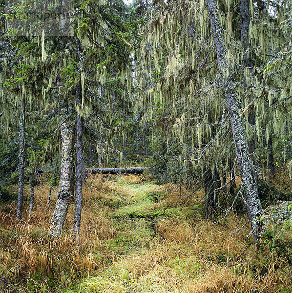 Forest Lappland Schweden