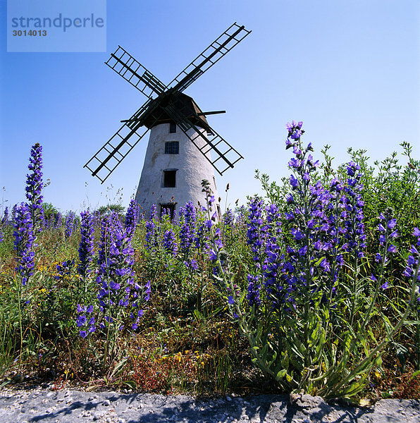 Windmühle und Blumen