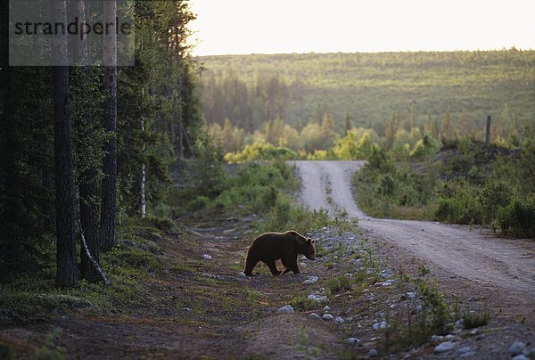 Ein Bär Kuhmo  Finnland