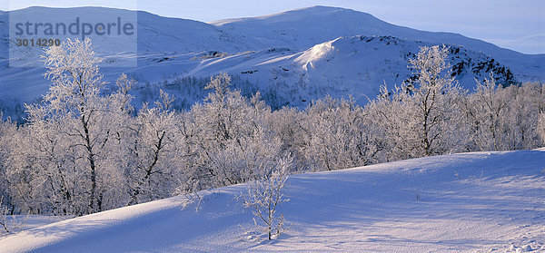 Bäume bedeckt mit Frost und Berge.