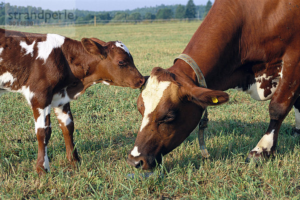 Eine Kuh und ein Kalb in einer Weide.